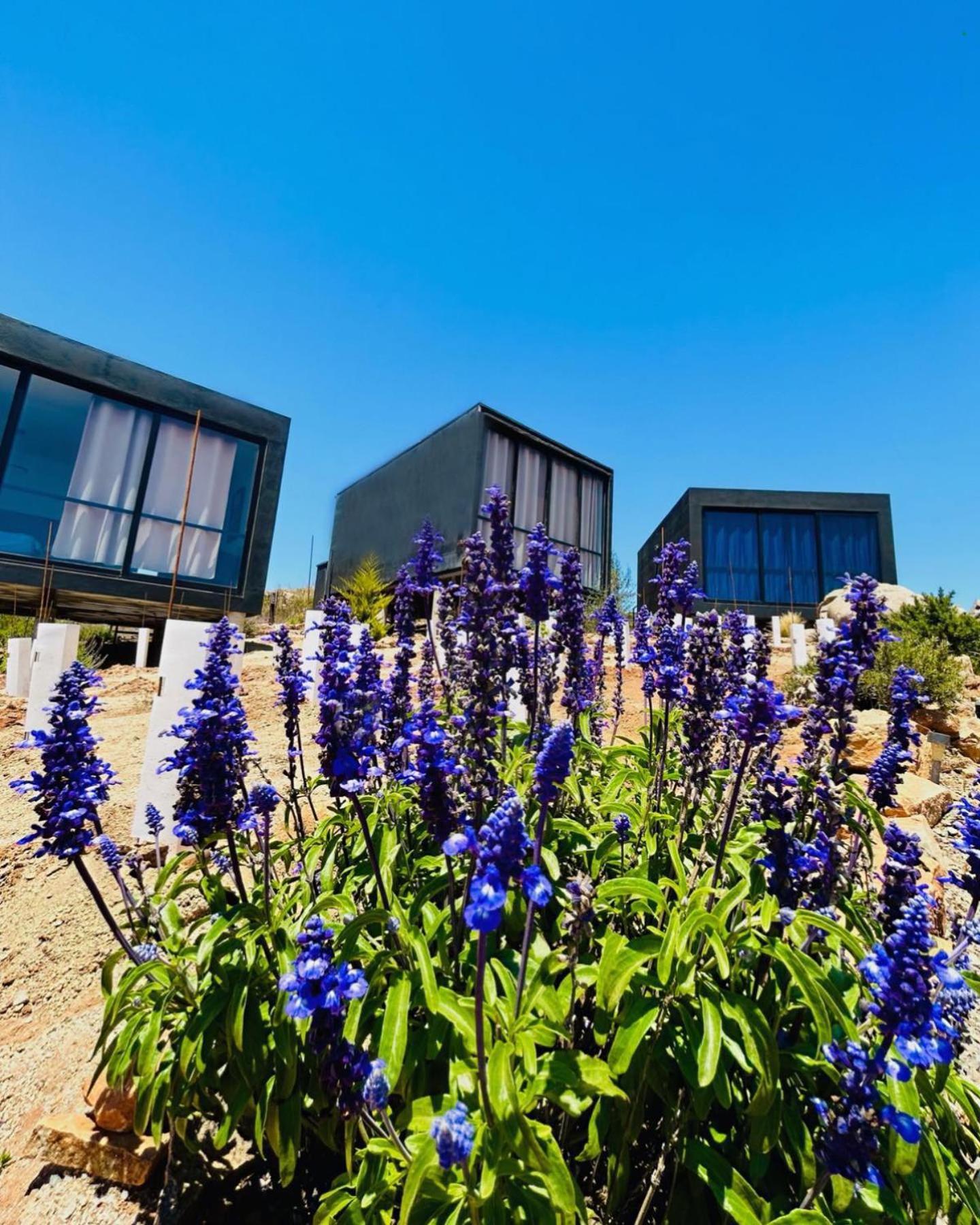 Numa Wine Suites Ensenada Exterior photo